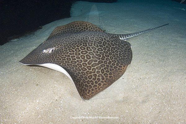 ripple leopard ray